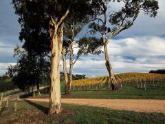 Hahndorf & Adelaide Hills Extravagance - Book Direct & Save - Private Tour